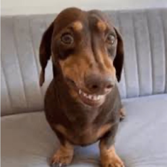 Wiener Dog Funny Coffee Mug Dachshund Doxie 11oz Cup Gift NWT - Picture 9 of 10
